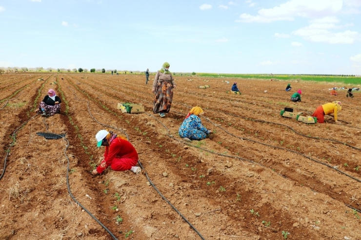 Tarım İşçileri Sosyal Mesafe Kuralına Uyuyor
