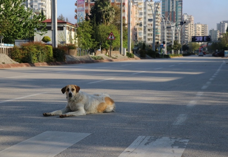 Adana’da Sokaklar Ve Yollar Boşaldı, Kent Hayalet Şehre Döndü
