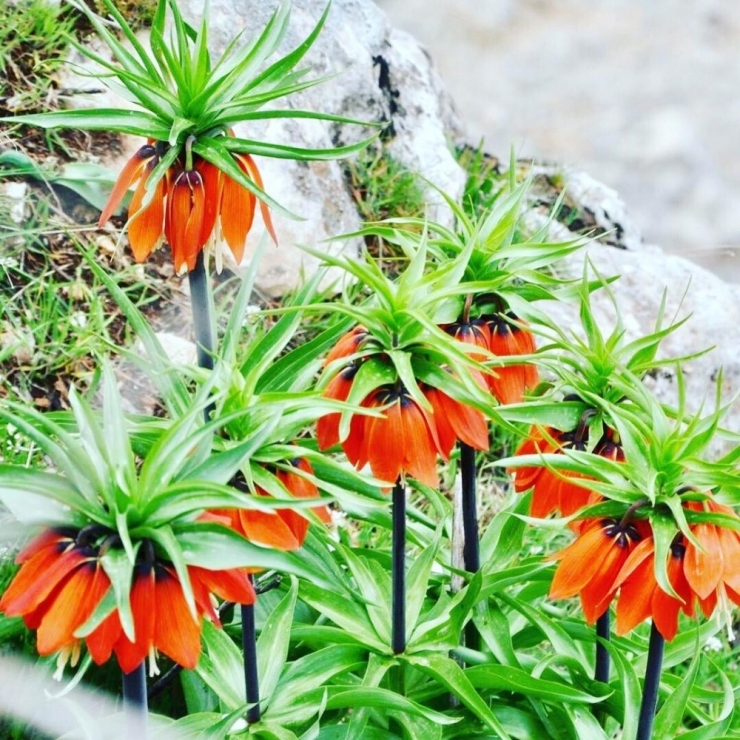 Ağlayan Gelinlerin Boynu Bükük Kaldı