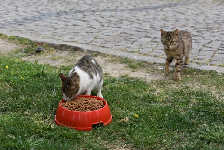 Aliağa Belediyesinden Can Dostlar İçin Seferberlik