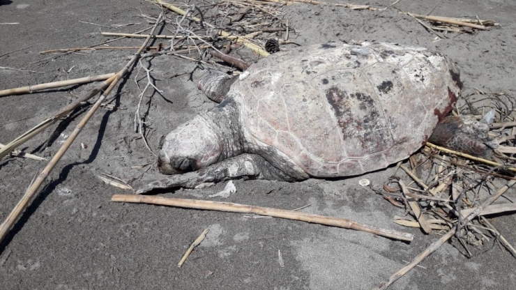 Sahile Ölü Caretta Caretta Vurdu