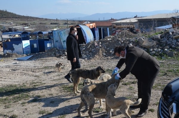 Belediye Ekipleri Sokak Hayvanları İçin Seferber Oldu