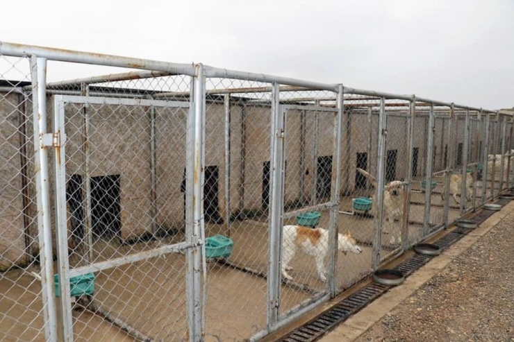 Geçici Hayvan Bakımevi Denetlendi