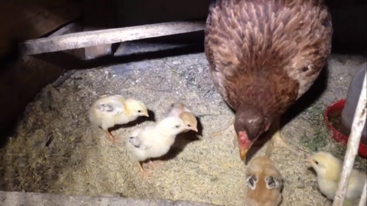 Sokağa Çıkma Yasağı Gelince Herkes Markete, O Hayvanlarına Koştu