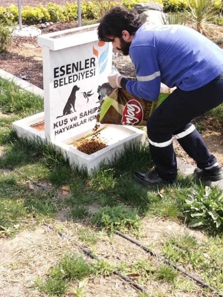 Esenler’de Sokak Hayvanları Unutulmadı