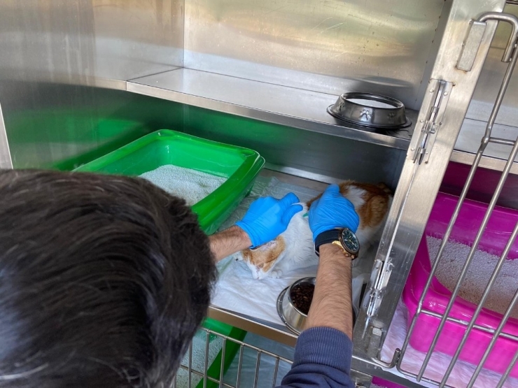 Eyüpsultan’da Sokak Hayvanları Unutulmadı