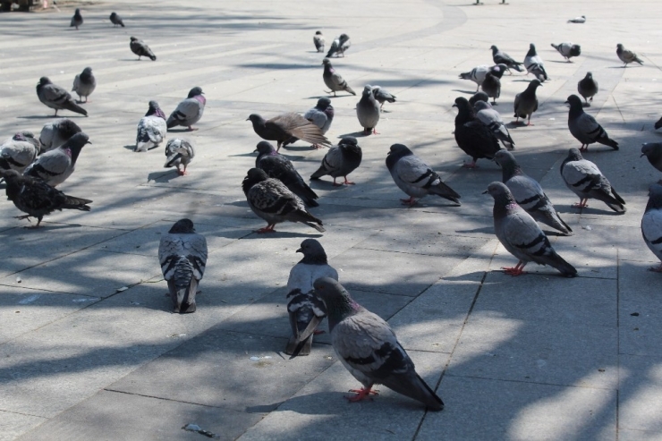 Sokaklar Boş Kalınca Aç Kalan Güvercinleri Gazeteciler Besledi