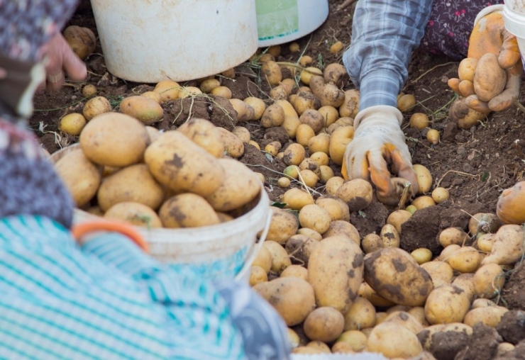Gaziemir’den Üretici Ve İhtiyaç Sahiplerine “Alım Garantili” Destek