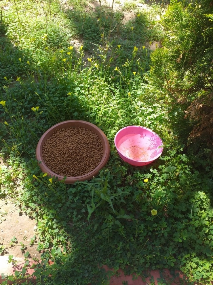 Alanya Belediyesi Sokak Hayvanlarını Unutmadı