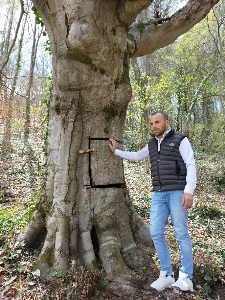 Çürük Ağaç Başına İş Açmıştı, O Vatandaş Konuştu: “Ağacı Oyduğumuzu İspat Etsinler, Kendimi O Ağaca Asarım”