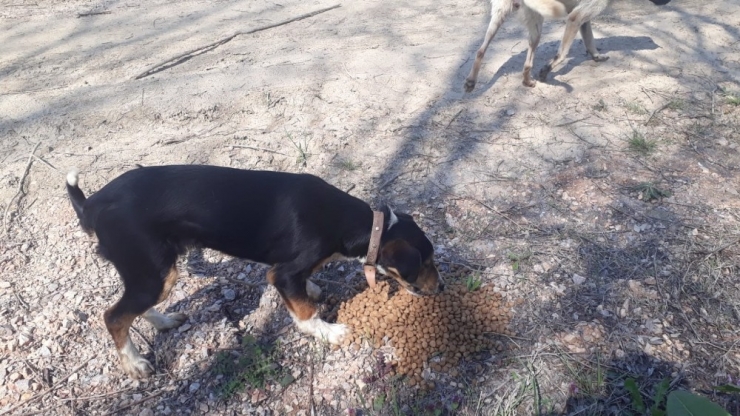 Bursa’da Sokak Hayvanlarına Dost Eli