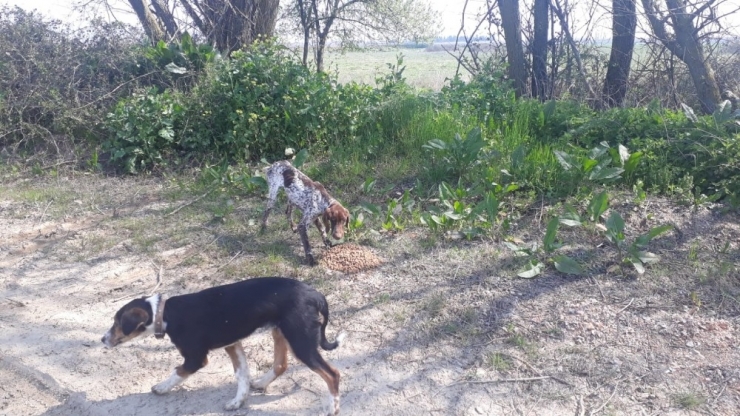 Bursa’da Sokak Hayvanlarına Dost Eli