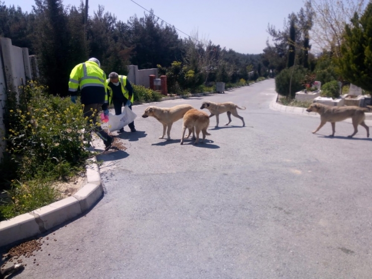 Sokağa Çıkma Yasağında Can Dostlar Unutulmadı