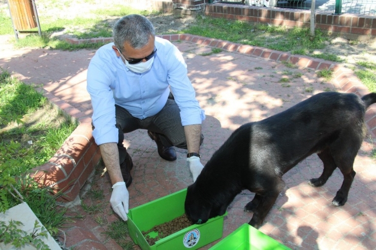 Başkan Kaplan, Sokak Hayvanlarını Unutmadı