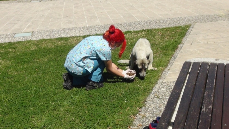 Sokağa Çıkma Yasağında Sokak Hayvanları Unutulmadı