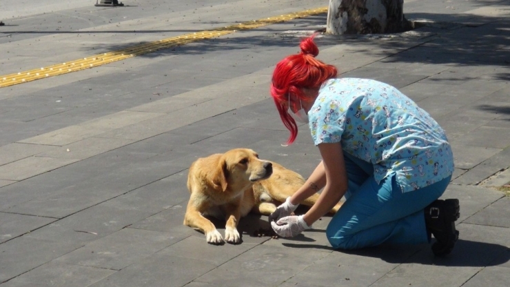 Sokağa Çıkma Yasağında Sokak Hayvanları Unutulmadı