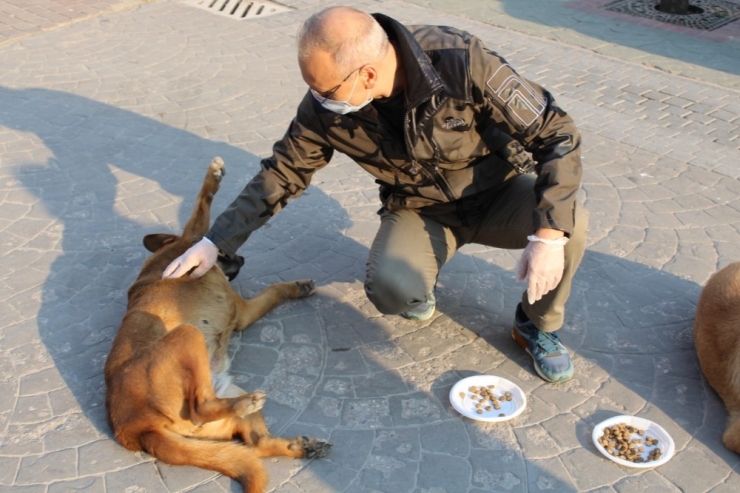Sakarya İl Emniyet Müdürü Kaya, Sokak Hayvanlarını Besledi