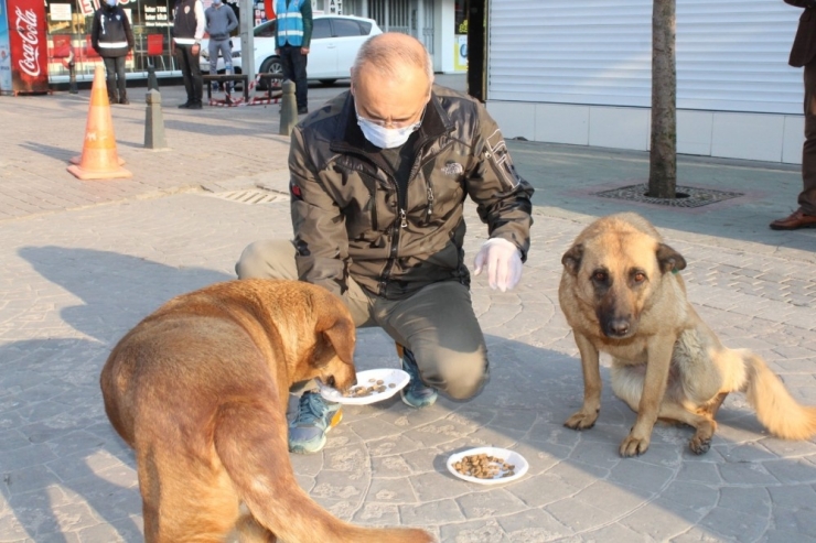 Sakarya İl Emniyet Müdürü Kaya, Sokak Hayvanlarını Besledi