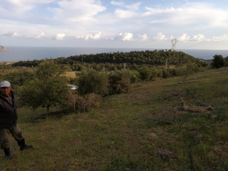 Silifke’de Bir Şahsın Bahçesindeki Zeytin Ağaçları İkinci Kez Kesildi
