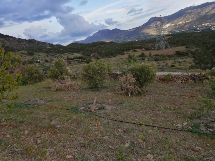 Silifke’de Bir Şahsın Bahçesindeki Zeytin Ağaçları İkinci Kez Kesildi