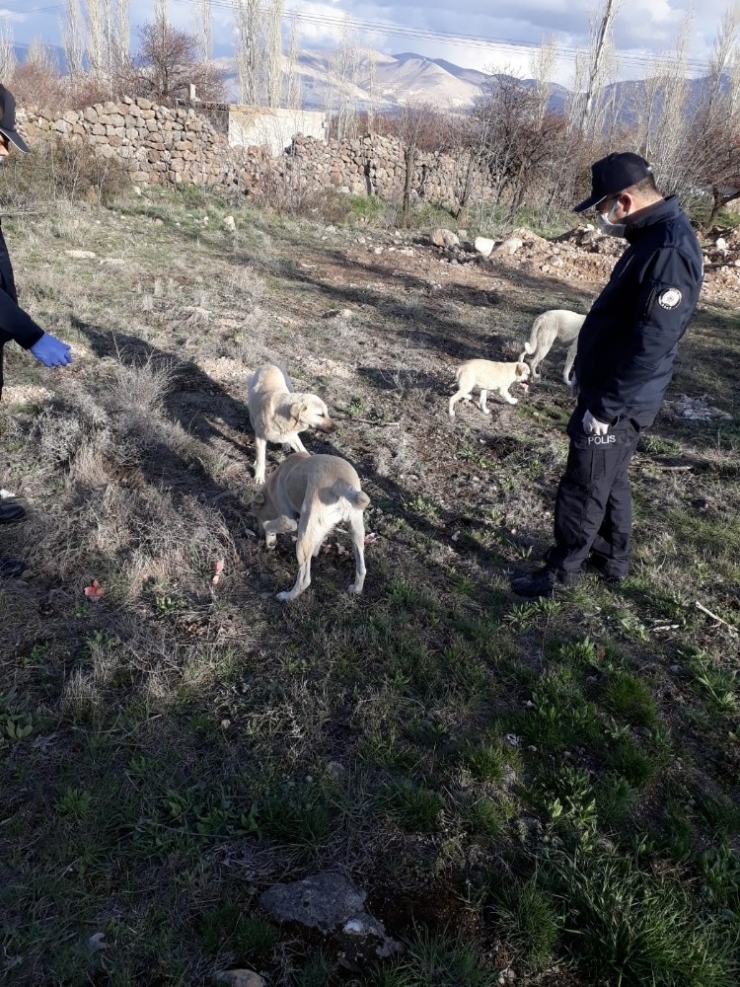 Polisler, Sokak Hayvanlarına Mama Veriyor