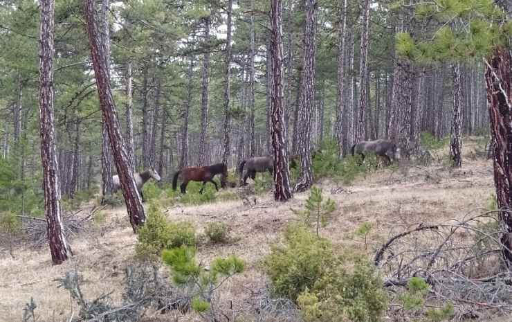 Yabani Atlar, Orman İşçileri Tarafından Görüntülendi