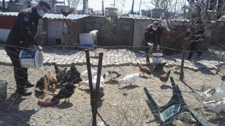 Tavukları İçin 112’den Yem İstedi