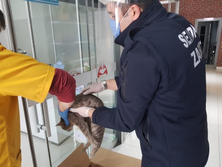 Yaralı Kedinin İmdadına Serdivan Belediyesi Ekipleri Yetişti