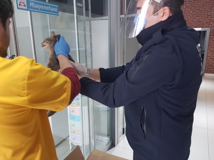 Yaralı Kedinin İmdadına Serdivan Belediyesi Ekipleri Yetişti