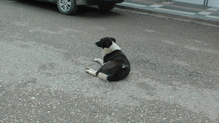 Sınır İlçesi Ceylanpınar’da Sokak Ve Caddeler Boşaldı