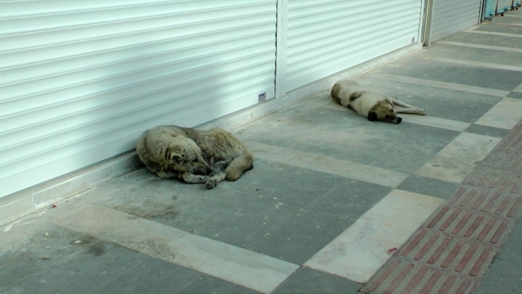 Sınır İlçesi Ceylanpınar’da Sokak Ve Caddeler Boşaldı