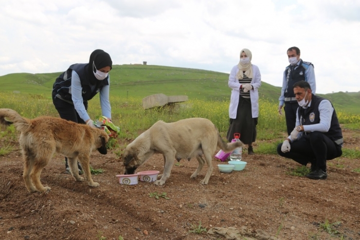 Cizre Belediyesi Sokak Hayvanlarını Unutmadı