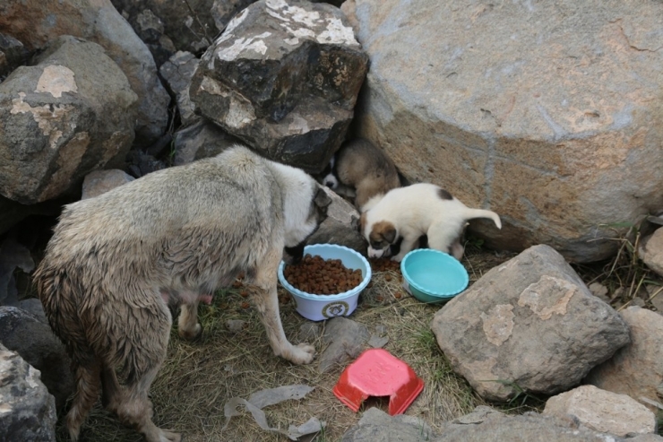 Cizre Belediyesi Sokak Hayvanlarını Unutmadı