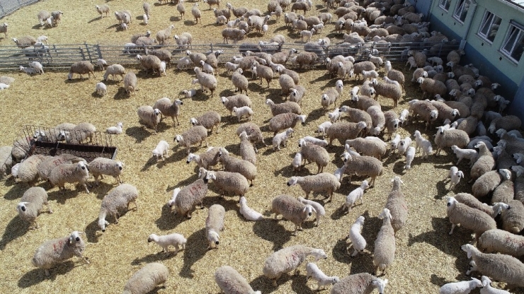 Ana Kuzuları Böyle Görüntülendi