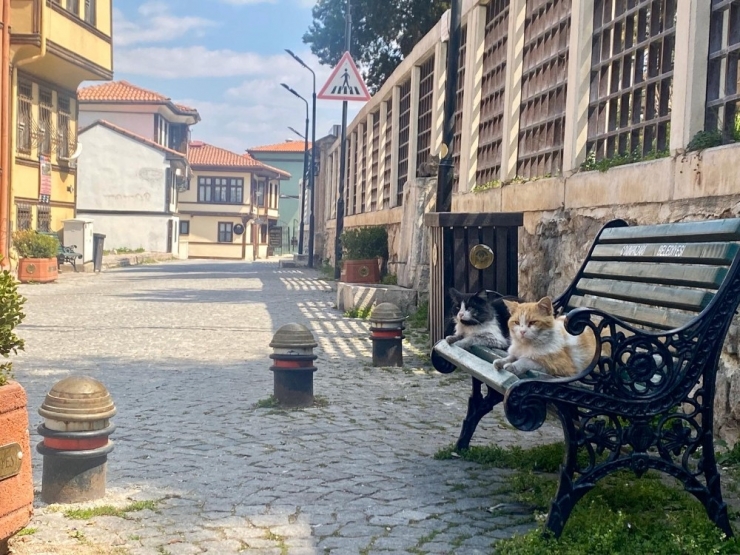 Yasağın Ardından Sokaklar Kedilere Kaldı