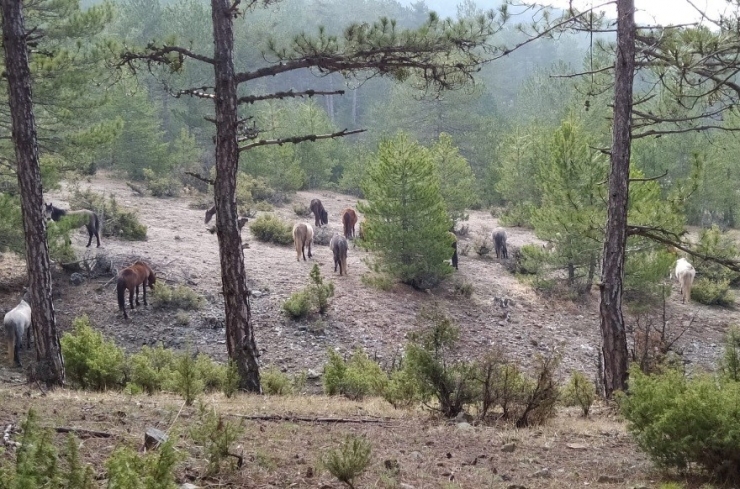Yabani Atlar, Orman İşçileri Tarafından Görüntülendi