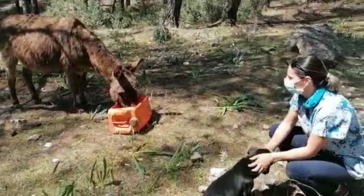 Ekipler Başıboş Eşekleri De Aç Bırakmadı