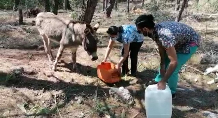 Ekipler Başıboş Eşekleri De Aç Bırakmadı