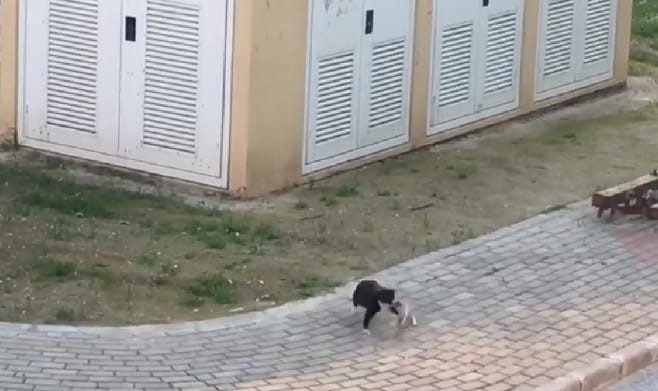 Oyunun Ölçüsünü Kaçıran Kedi, Kumruyu Yaraladı