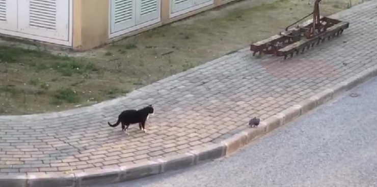 Oyunun Ölçüsünü Kaçıran Kedi, Kumruyu Yaraladı