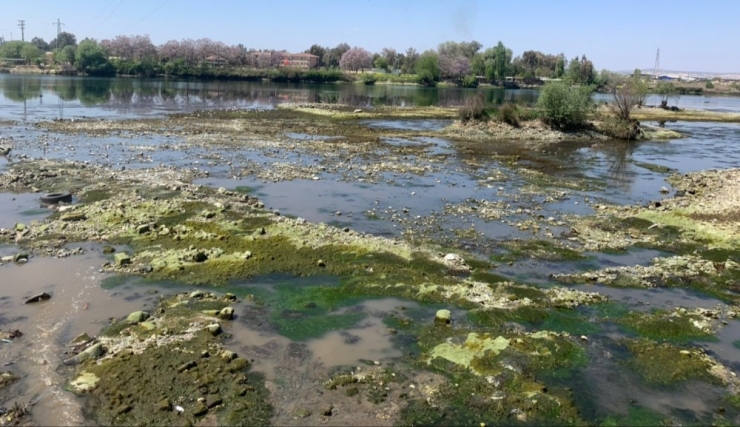 Polisler Suları Çekilen Fırat Nehri’ndeki Balık Ve Martıları Besledi