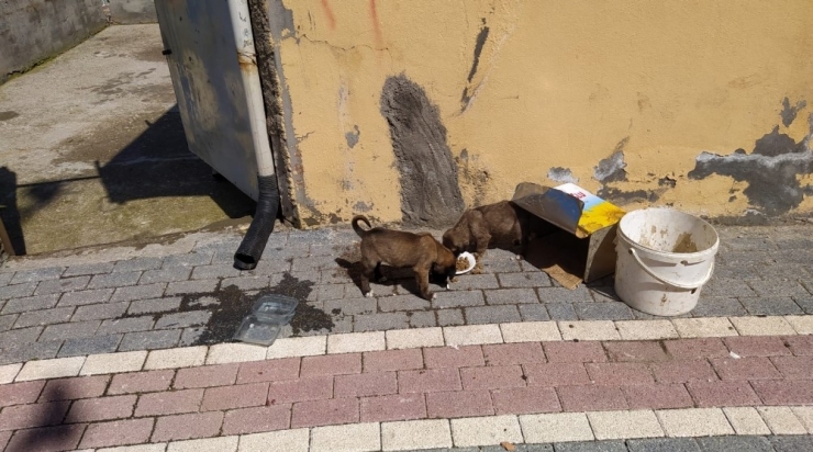 Gercüş’te Sokak Hayvanları İçin Mama Ve Su Bırakıldı