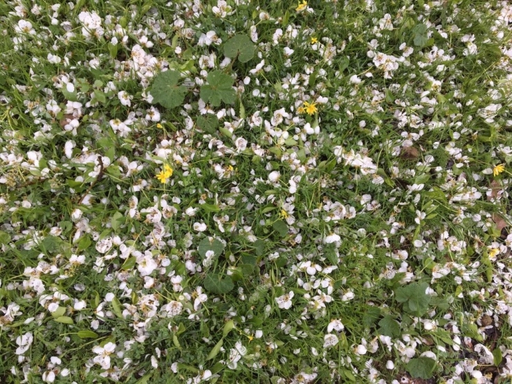 Gercüş’te Ceviz Büyüklüğünde Dolu Yağdı