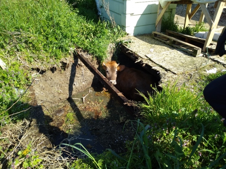 İnşaat Alanında Otlayan İnek Su Kuyusuna Düştü