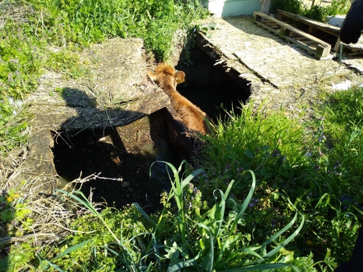 İnşaat Alanında Otlayan İnek Su Kuyusuna Düştü