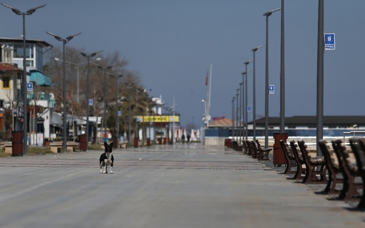 Bursa Sahilleri Kedi, Köpek Ve Güvercinlere Kaldı