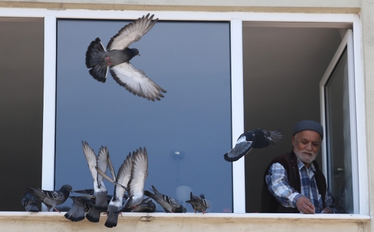 Bursa’da Sokağa Çıkamayan 78 Yaşındaki Hasan Amca, Penceresine Konan Güvercinleri Besledi