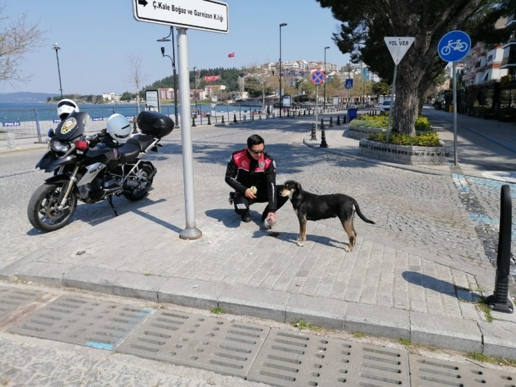 Sokakta İnsan Olmayınca Polis, Güvercinleri Besledi