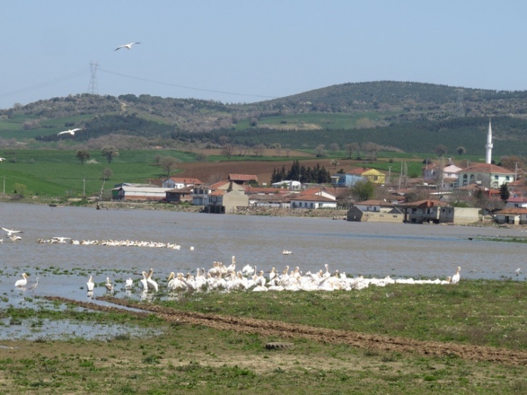 Ayıtdere Göleti Pelikanların Uğrak Yeri Oldu