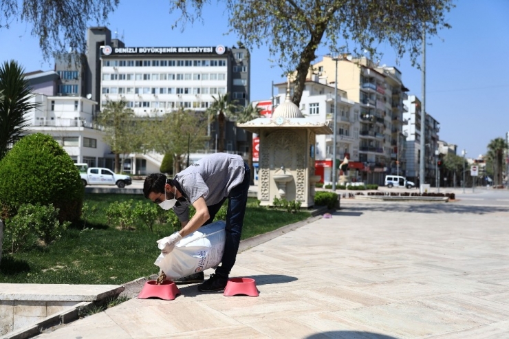 Büyükşehir Belediyesi Sokak Hayvanlarını Unutmadı